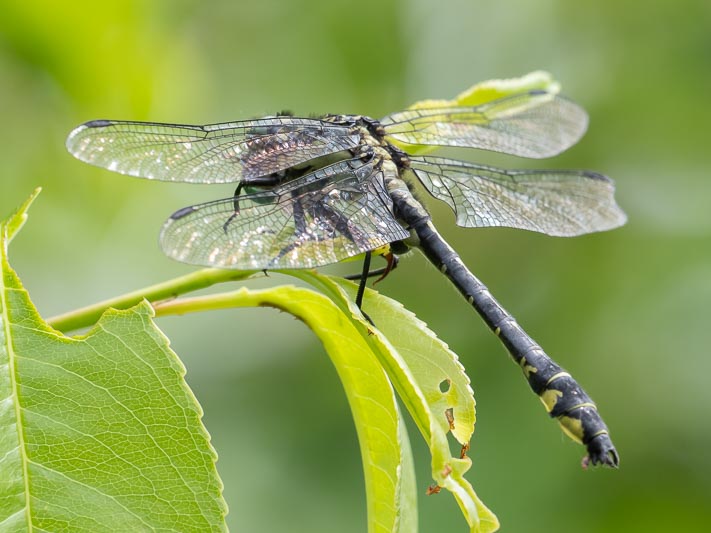 Gomphus vulgatissimus (Common Clubtail) male 3.jpg